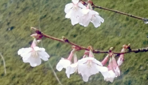 白峰でヤマザクラが咲き始めました